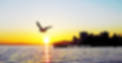 Zerach Moshe Fedder provides you with Spirit Wngs, the Best Jewish Holistic Healing Program