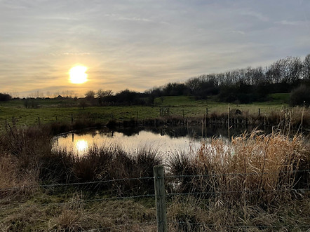 Pond 1.jpg