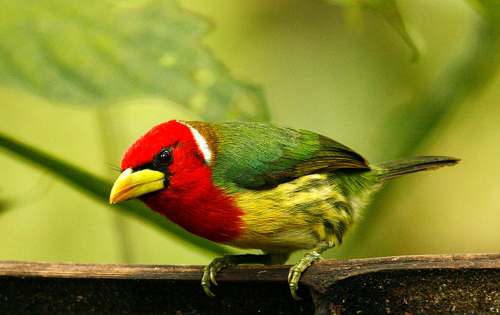 Red-headed Barbet (Cabézon à tête rouge)