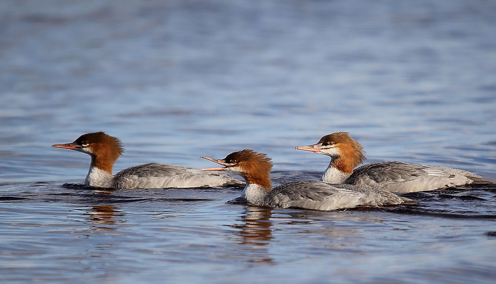 Common Merganser (Harle bièvre)