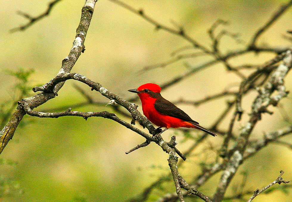 Vermillon Flycatcher (Moucherolle vermillon)