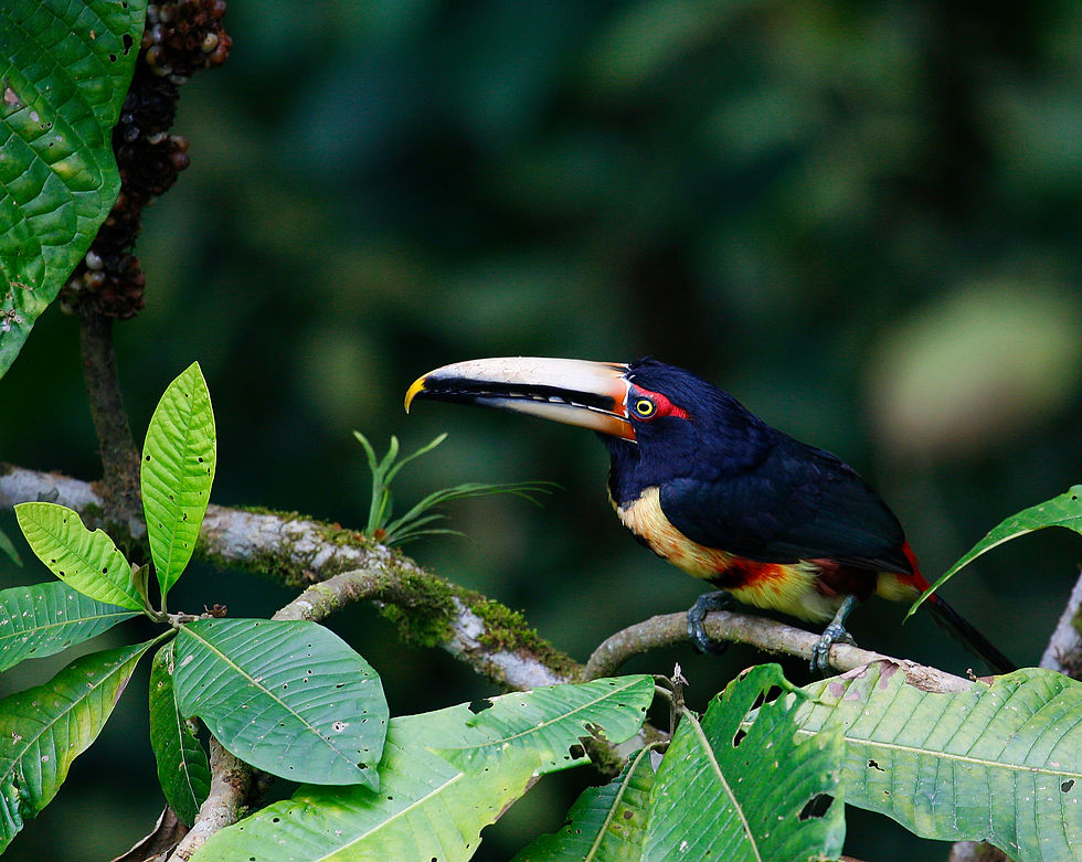 Collared Araçari (Araçari à bec clair)