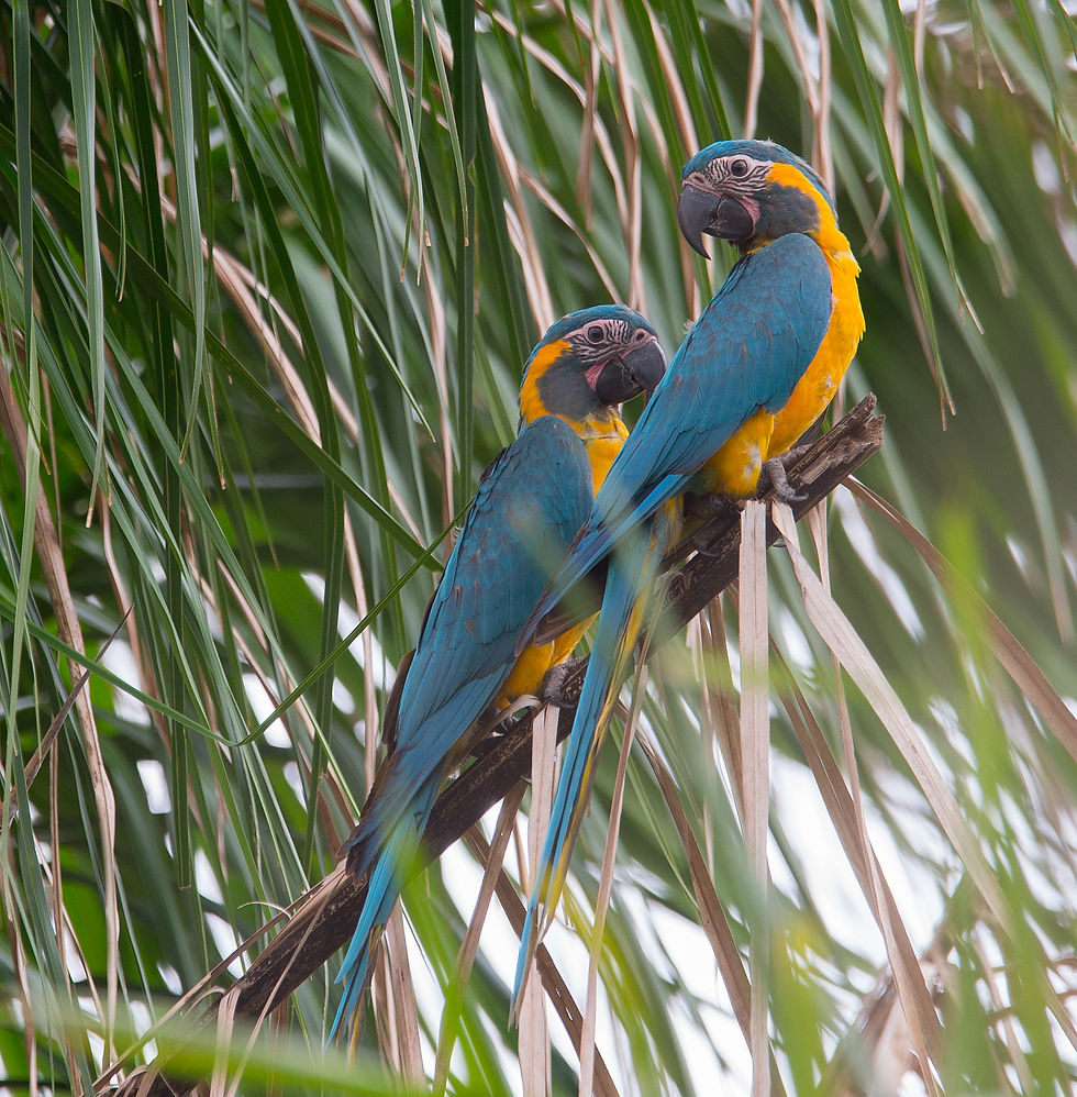 Blue-throated Macaw (Ara canindé)