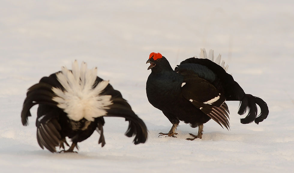 Black Grouse (Tétras lyre)