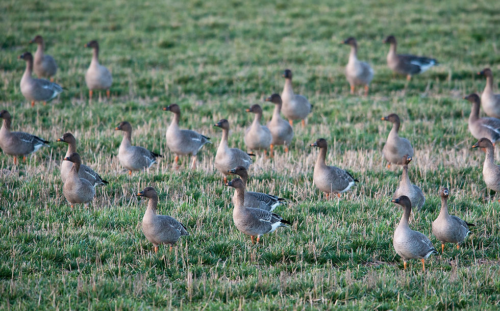 Taïga Bean Goose (Oie des moissons)