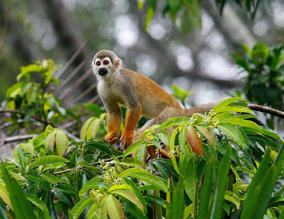 Squirrel Monkey