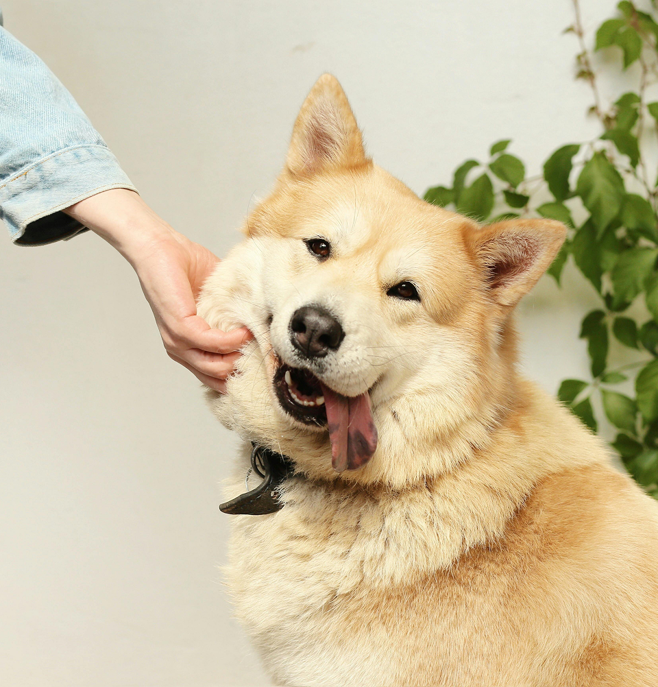  Pet Cremations Near Me