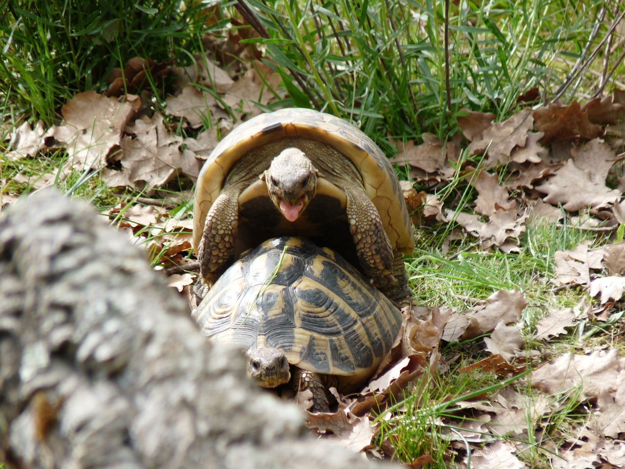 Au cabinet vétérinaire PROXIEVET à Taissy près de Reims (51500), nous soignons aussi vos tortues !