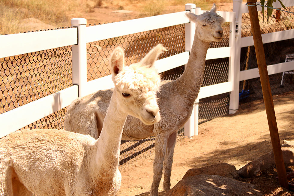 High angle view of Stella, a brown alpaca in a lush green pasture