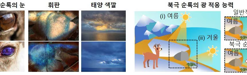 순록 눈 본딴 ‘능동 나노 광필터’…자율주행차 안전 지킨다