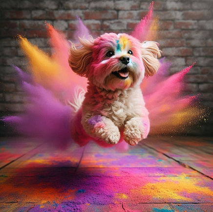 Fotografia Pet com pós coloridos e festa holi. Emoção ou perigo no ensaio? Uma abordagem veterinária.