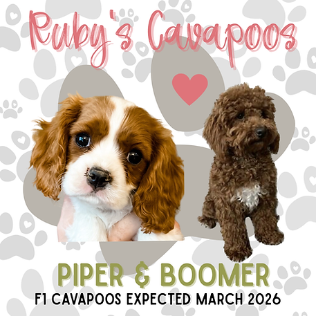 Ruby's Cavapoos (1).png