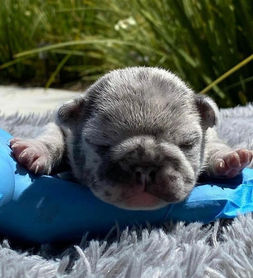 French Bulldog Puppies