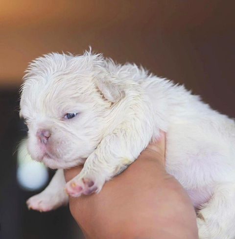 Platinum Fluffy French Bulldog Puppy