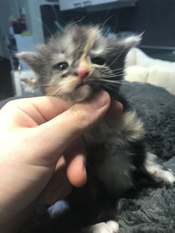 Kitten 4 - 3 weken1