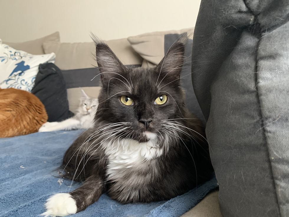 Moon Van Carolina's Kattenkribbe
