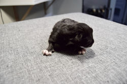 Dag 2