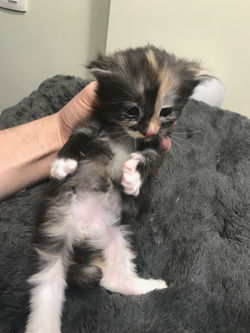 Kitten 4 - 3 weken2
