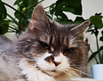 ice-1-1.jpg.webp