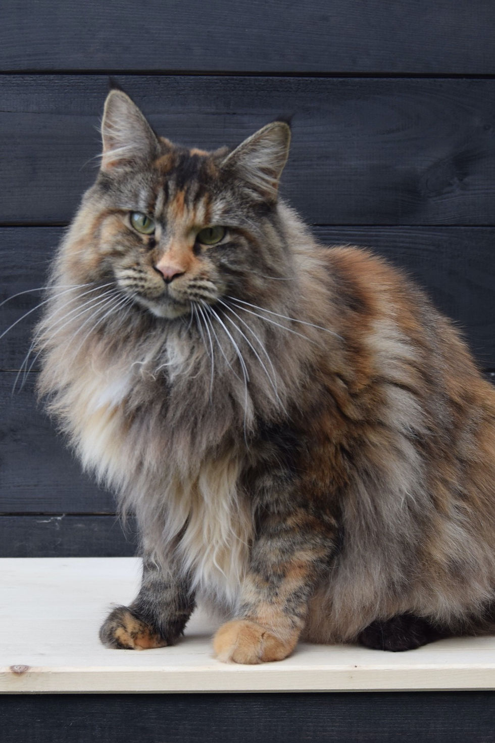 Ex-fokpoes Grace Of Coons Heaven