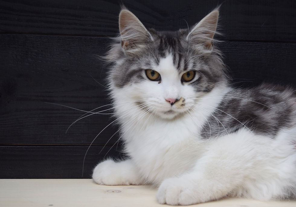 Ex-fokpoes Hashtag Tarquin Of Coons Heaven