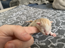 Caspian