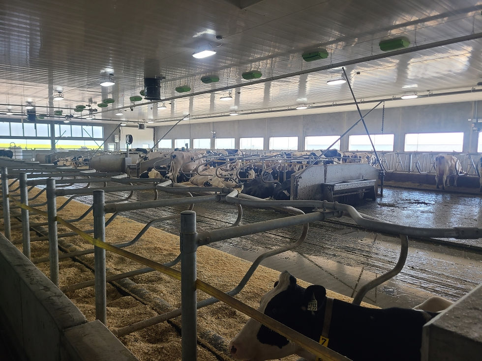 cows.jpg