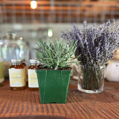 Phenomenal Plants $10