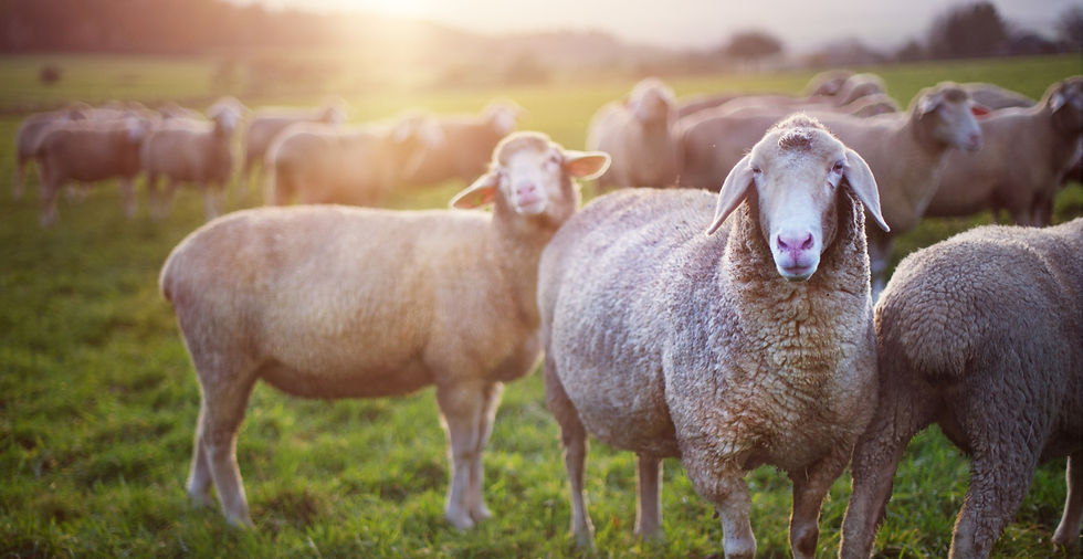 Sheep in a field