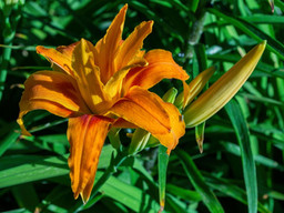 Five Popular Plants for Shady Yards