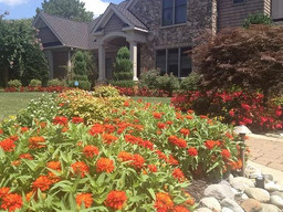 Brighten Up Winter with Colorful Plants