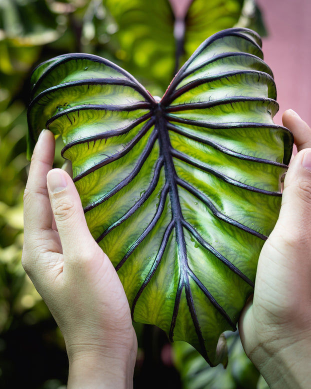 Miniatura: Bulbo Colocasia Faraona