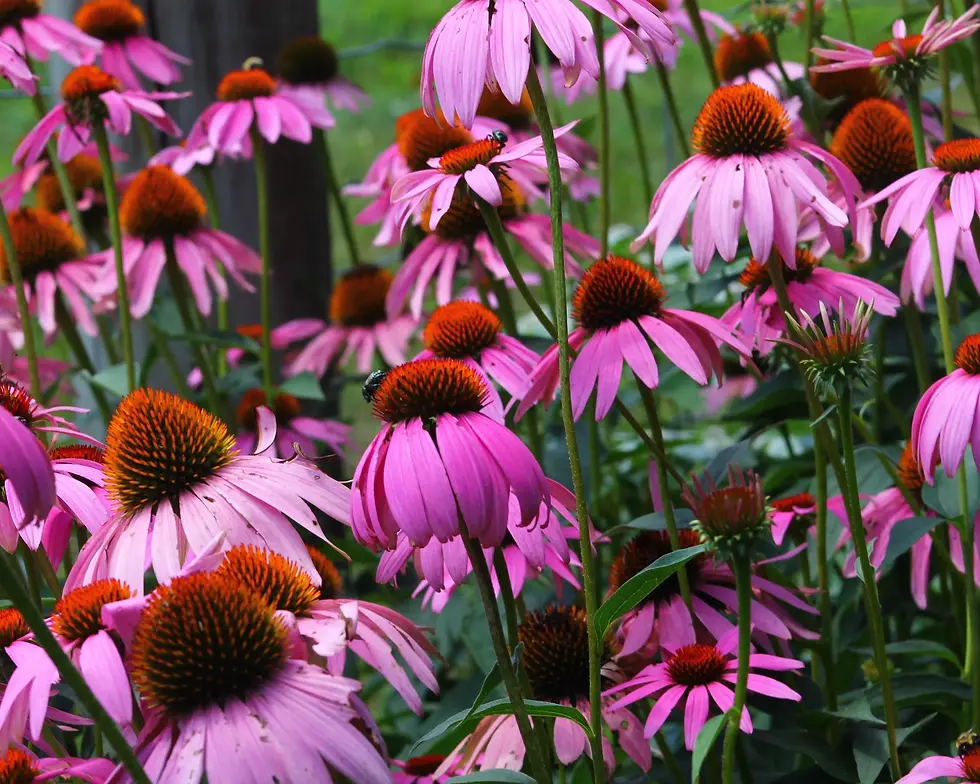 Miniatura: Echinacea 'Magnus' "Coneflower"