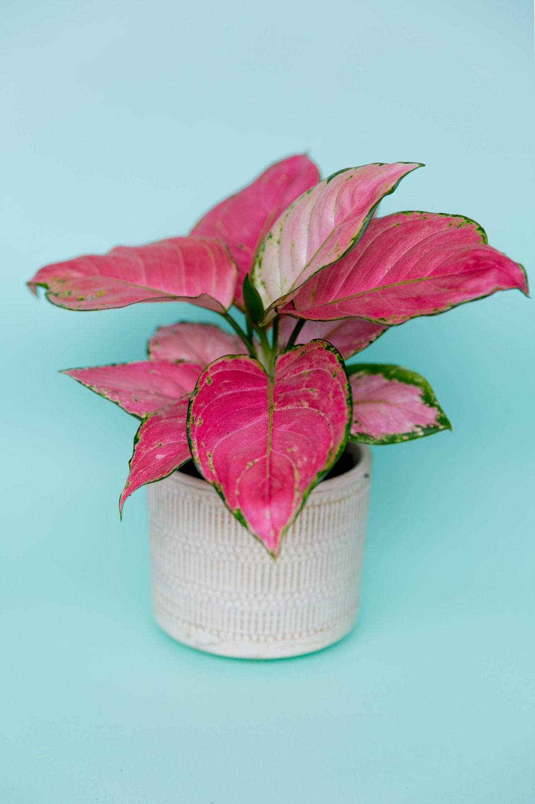 Anglaonema Pink Star