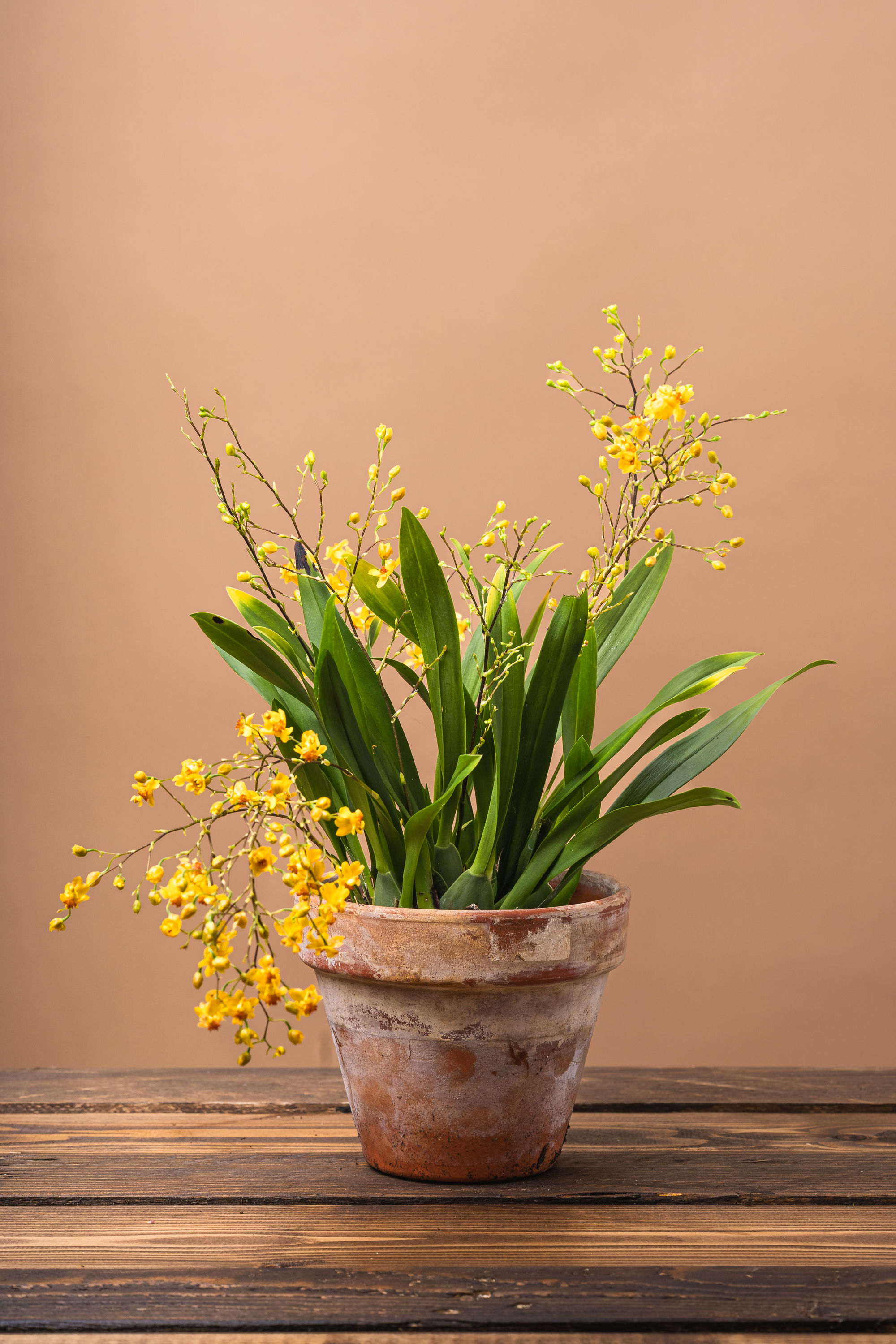 Oncidium Twinkle