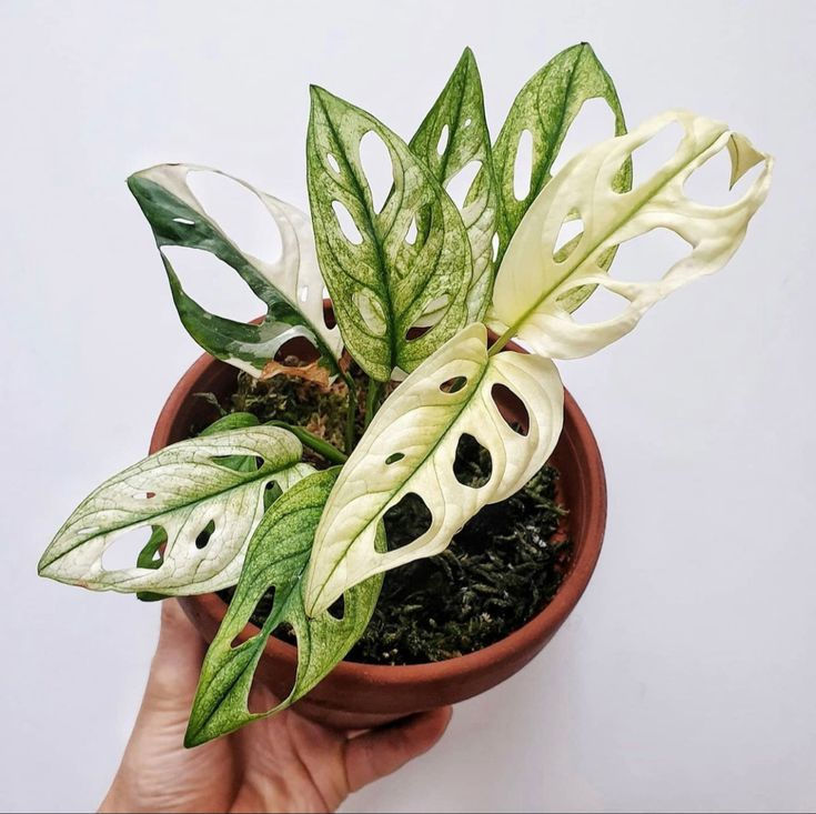Vista cercana de hoja de Monstera con agujeros característicos