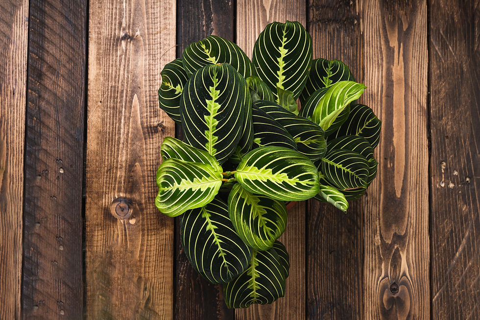 Miniatura: Maranta Lemon Lime