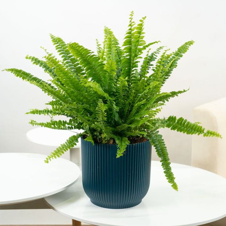 Nephrolepis exaltata