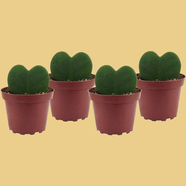 Miniatura: Hoya Kerrii