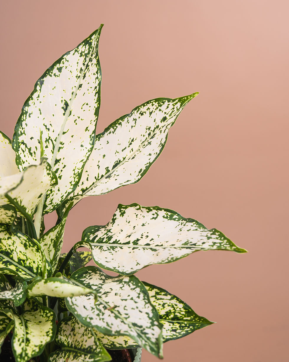 Miniatura: Aglaonema White Kiwi