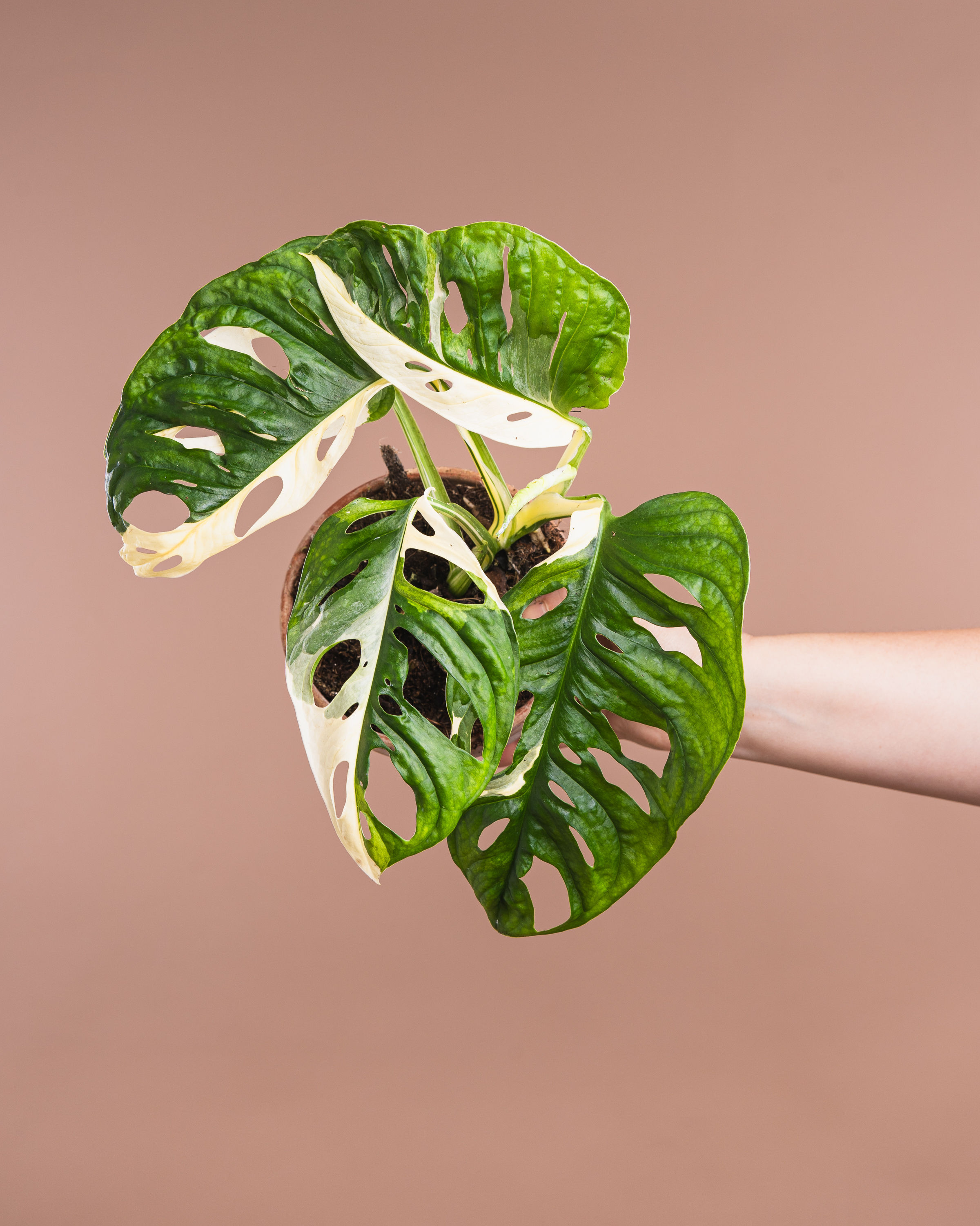 Monstera Adansonii 'Variegata'