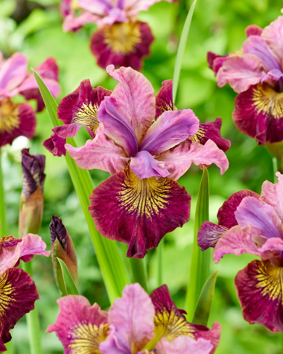 Iris 'Miss Apple' "Siberian iris"