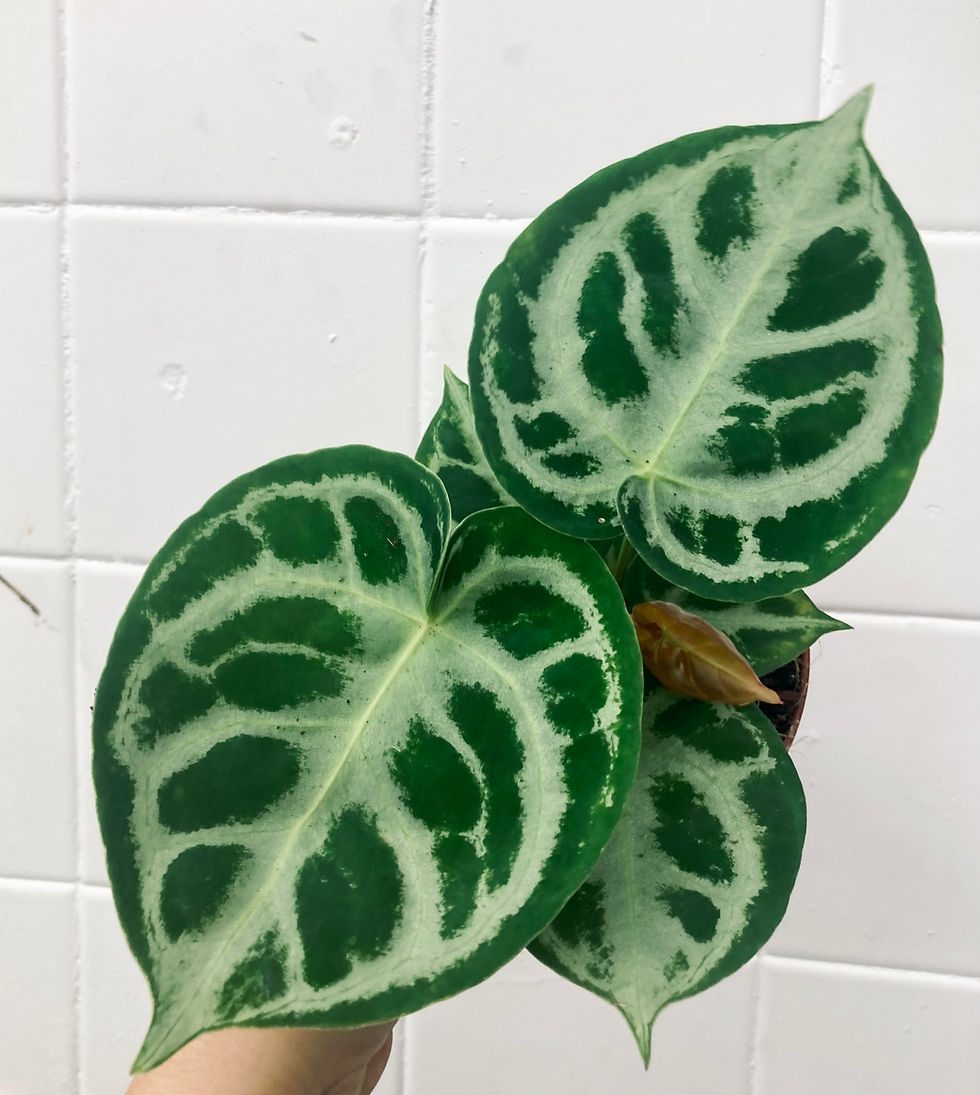 Anthurium Crystallinum