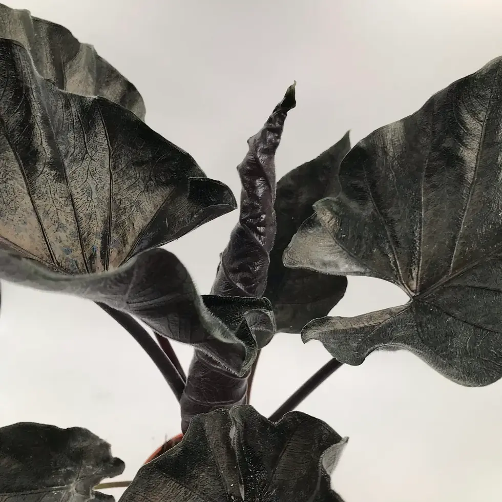 Miniatura: Alocasia Antoro Velvet