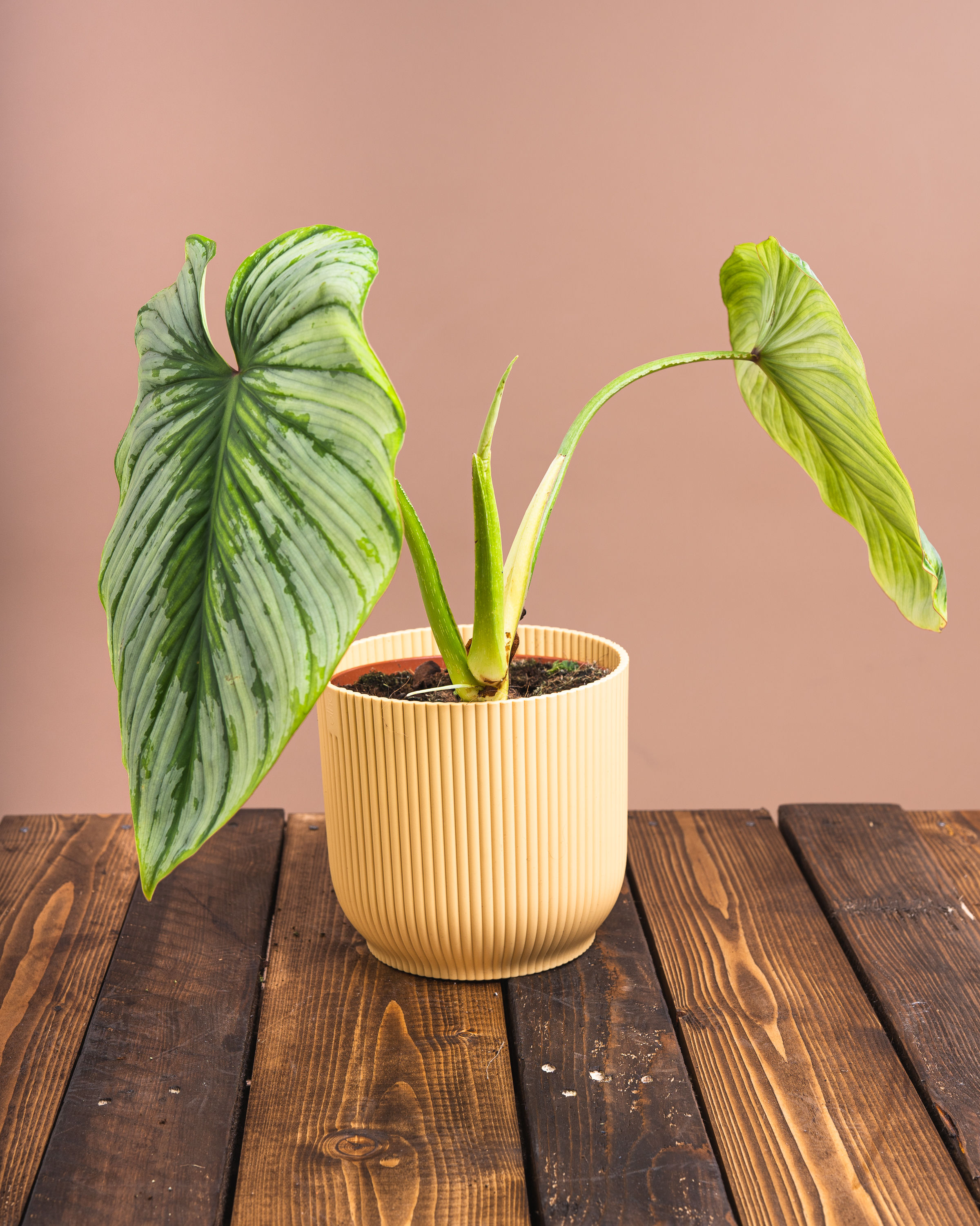 Philodendron Plowmanii