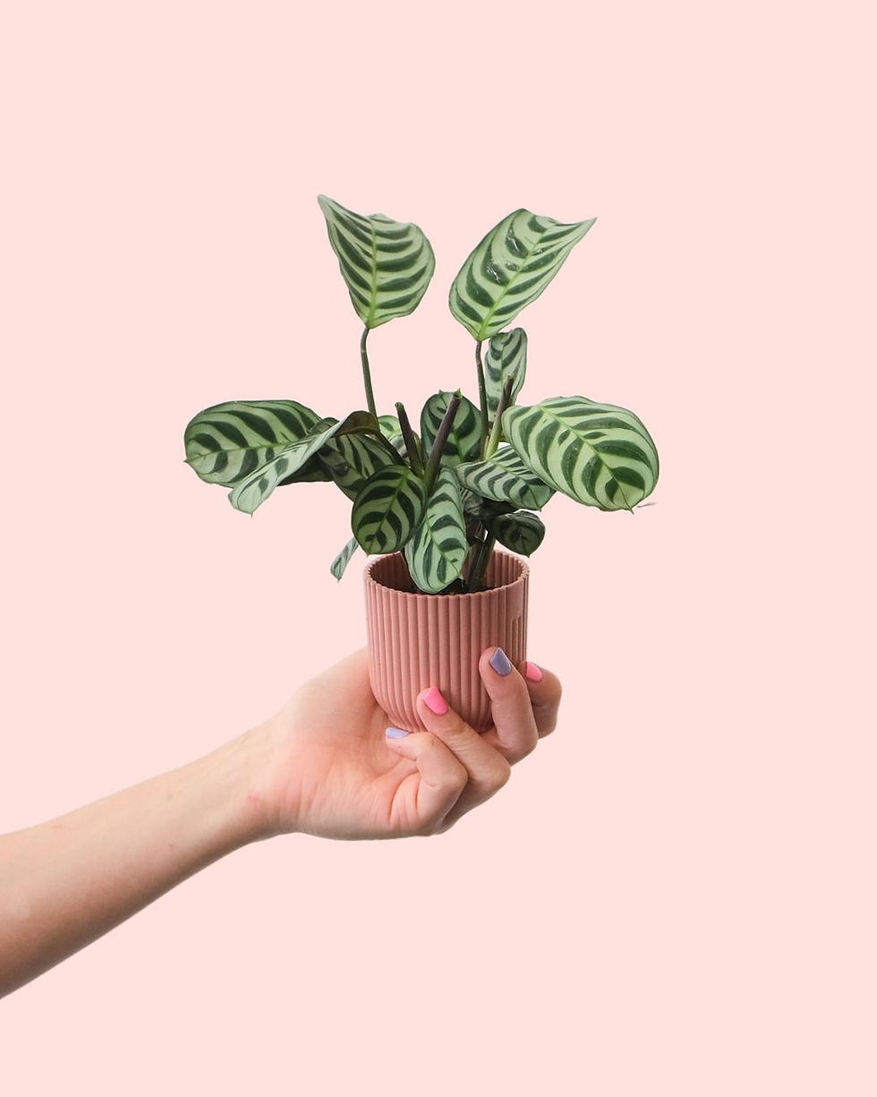 Miniatura: Cuidado de plantas I