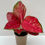 Thumbnail: Aglaonema Red Star
