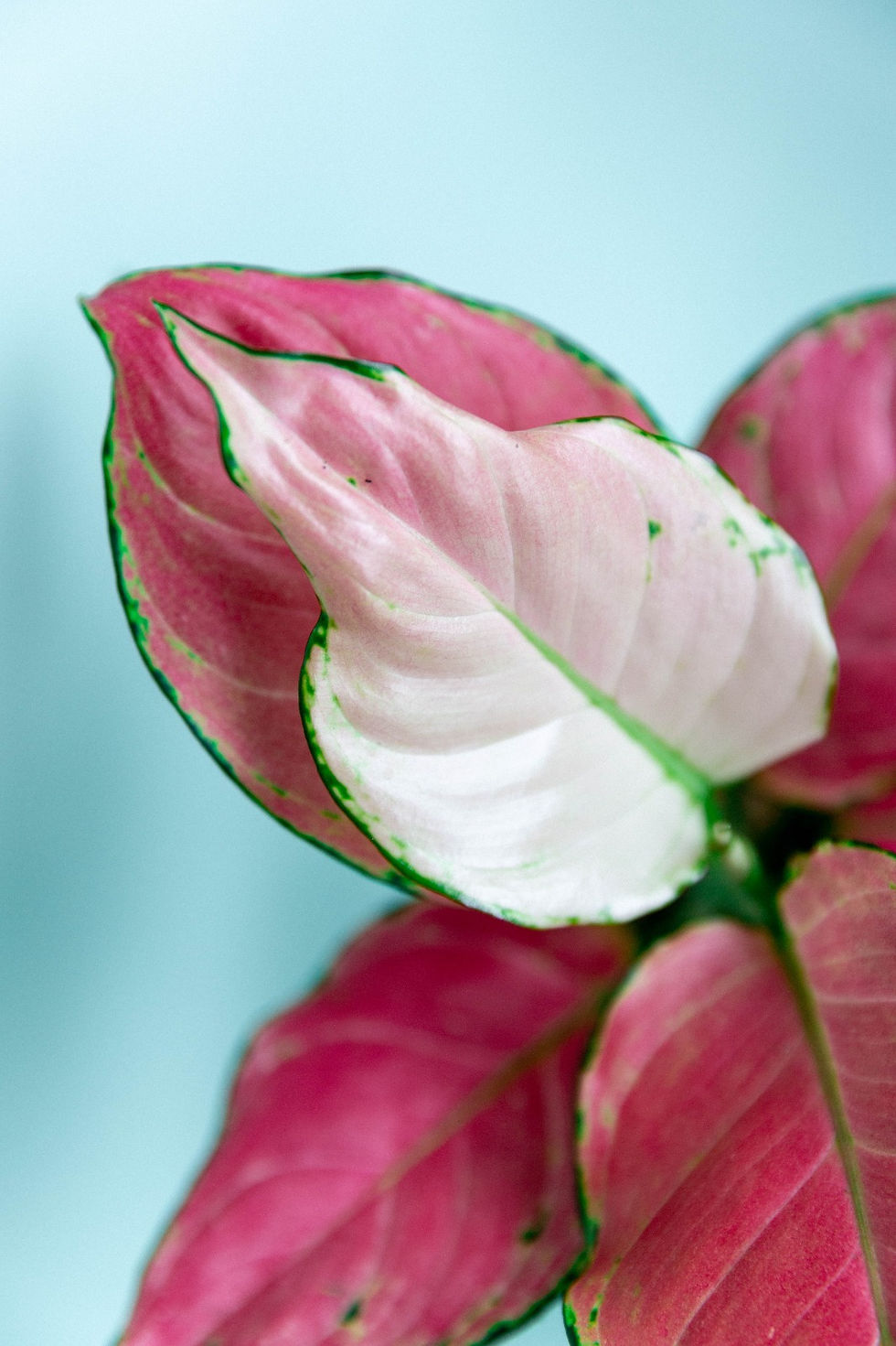 Miniatura: Anglaonema Pink Star