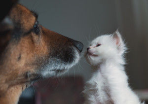 ok_DSC3818-300x211