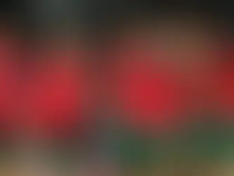 Momentum on the Line as Portugal are set to Host the Netherlands in a friendly.